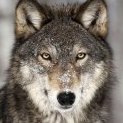 -ACCZ-Michal-Wolf