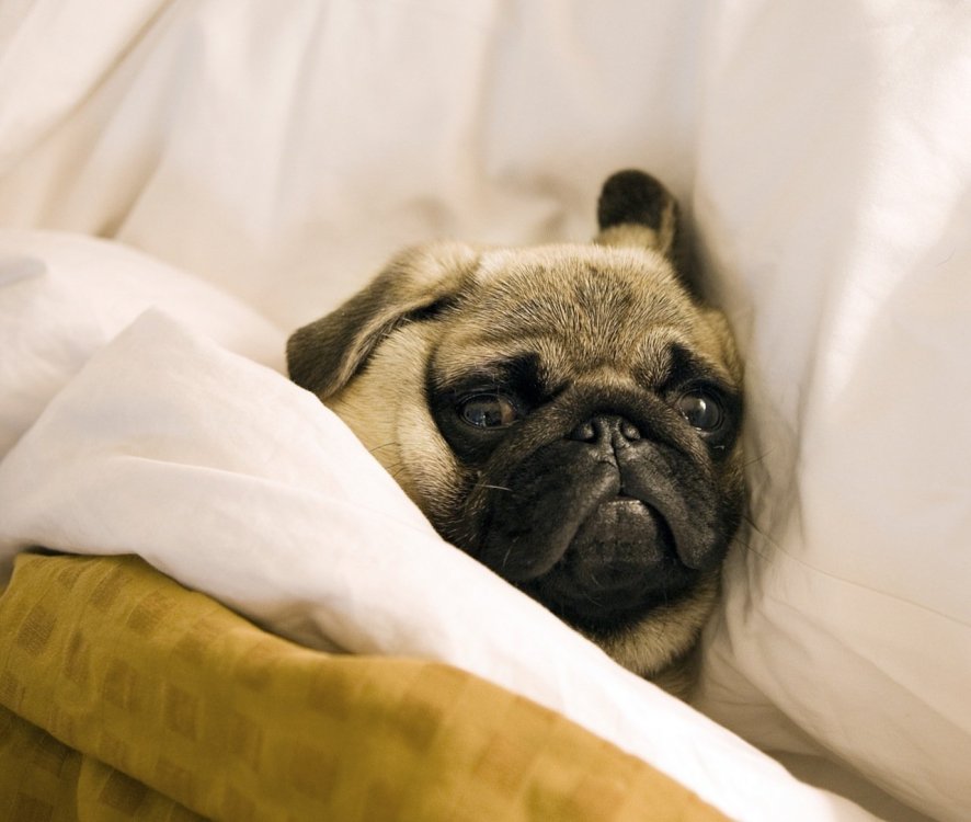 Pug_lying_in_bed_with_its_head_on_the_pillow.jpg