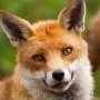 An_actual_fox