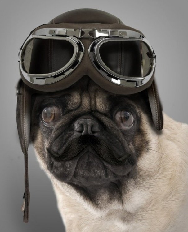 Fly Pug.jpg
