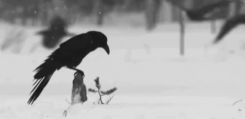 753705165_raveninsnow.gif.1bf64f30a116b61aa0eae1b60186eb54.gif