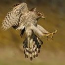 AKA_Goshawk