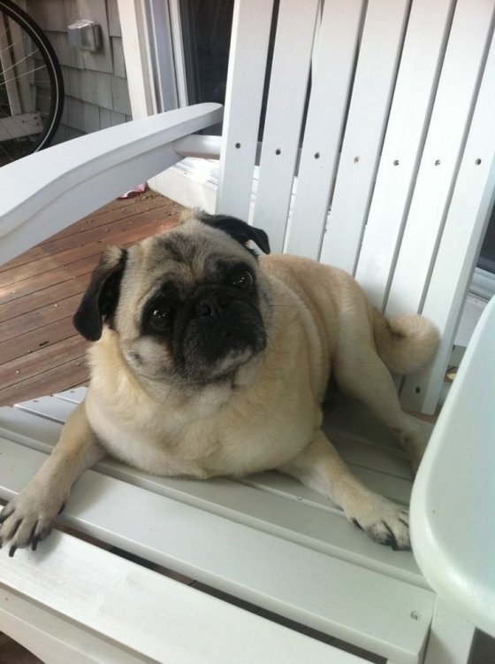 Pug Chill.jpg