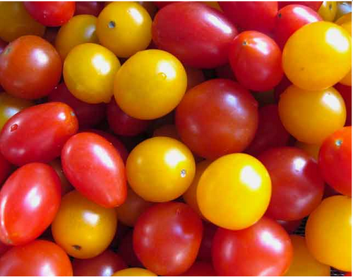 tomato-cherry-red-2fyellow-500x500.png.176d0ed6de4889e263ec2ce39717c45c.png