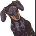 Dachshund