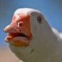 Goosevich