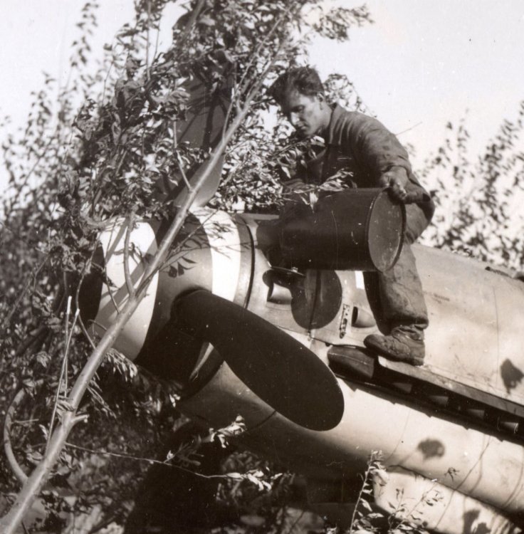 Bianco uno spinner.jpg