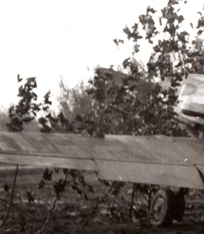 Bianco uno wing  .jpg