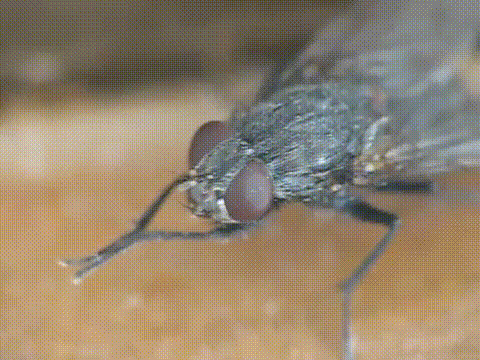fly1.gif.7f12070201c79a733a305d14fbfff140.gif