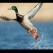 BatwingDuck