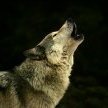 [TFA]Wolf_XIII