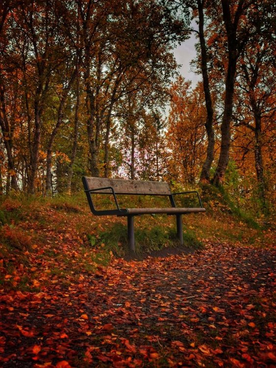 høstbenk.jpg