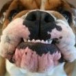 TWC_Bulldog