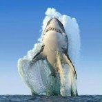 =VARP=Barracuda44