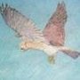 kestrel444x500
