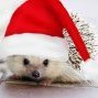 [FF]Daman123