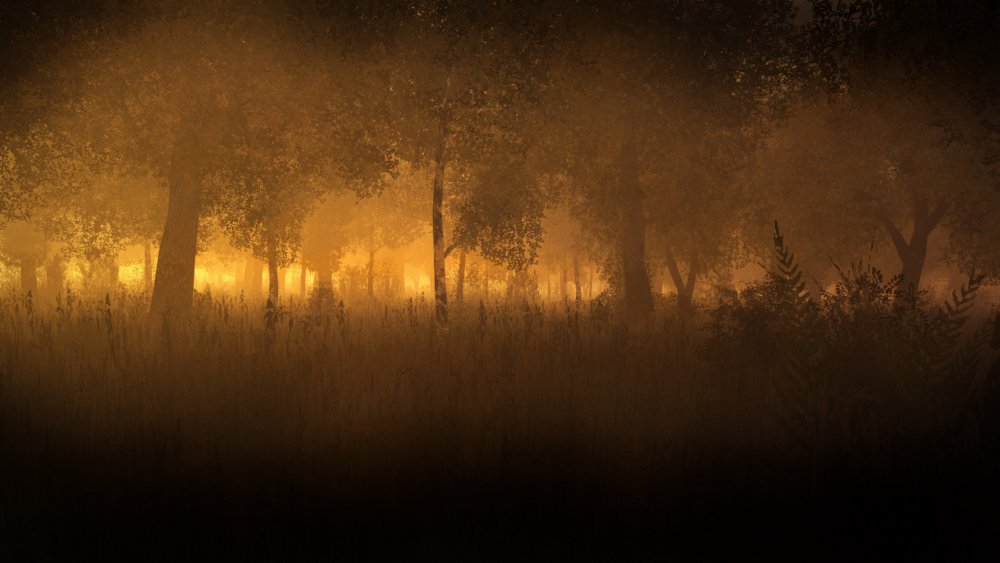 sunrise in the woods.jpg