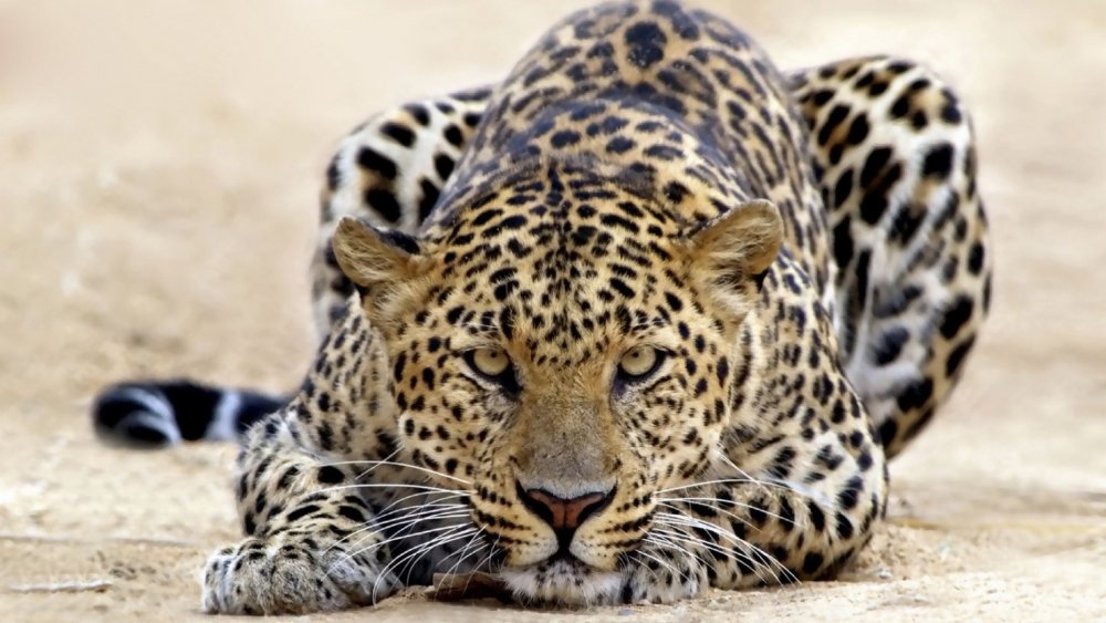 wallpapertip_leopard-wallpaper_888227.jpg
