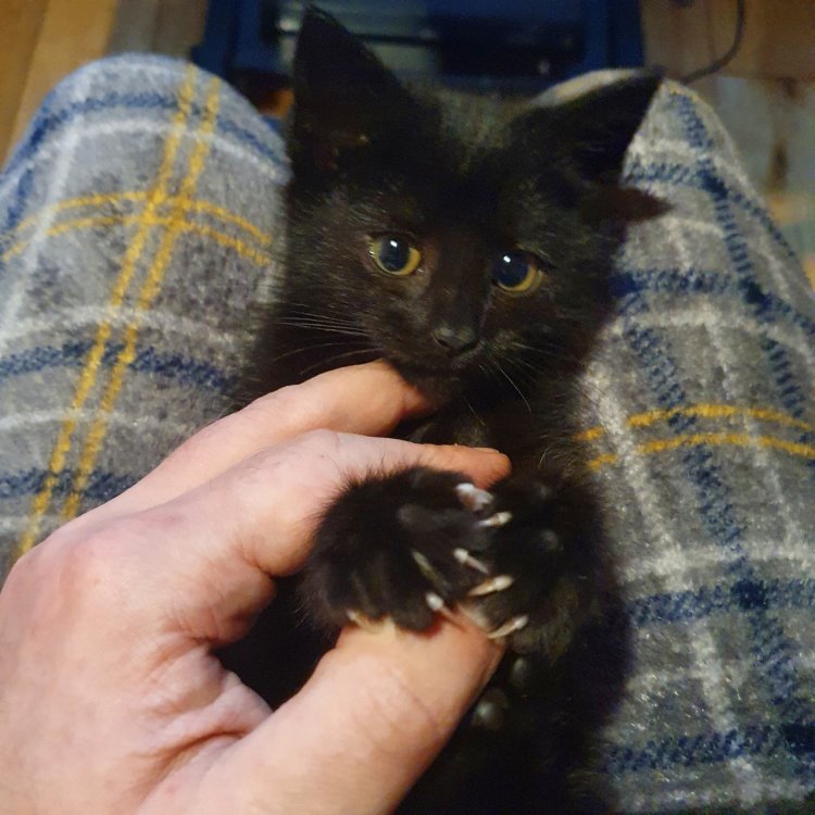 Kitten.thumb.jpg.c87d88e5ec695eb39a00e4312ebee25e.jpg