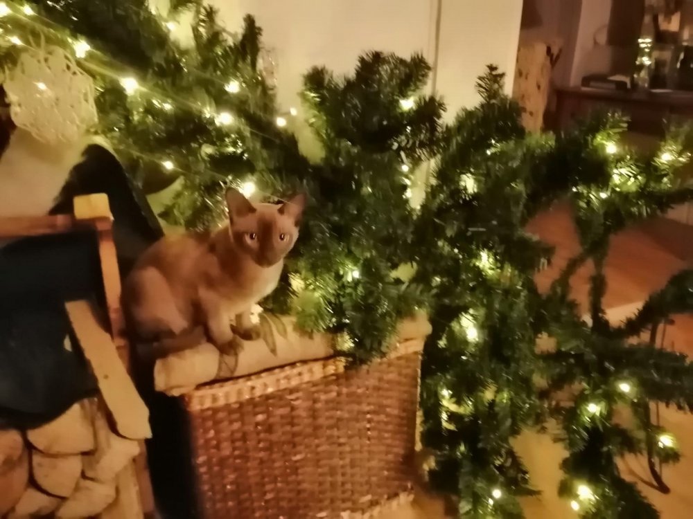 Christmas Cat.jpg