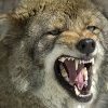 TheCoyoteHunter