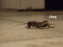 cricket.gif.ad9fe77be3749d41882f87b45b27e6af.gif