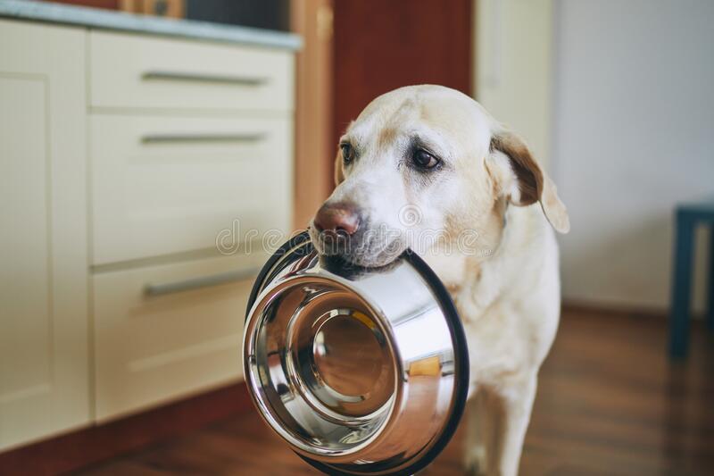 dog-waiting-feeding-hungry-sad-eyes-home-kitchen-cute-labrador-retriever-holding-bowl-his-mouth-182610171.jpg.3bbdce9b118087ccbad980182a57070d.jpg