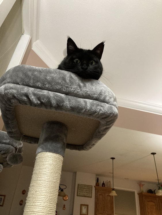Bud in his tower.JPG