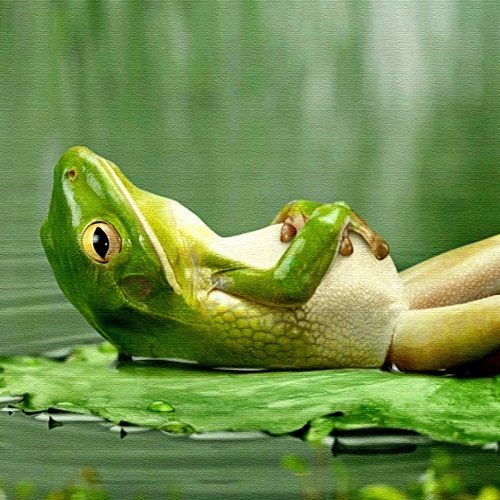 Frog-After-Diner-x.jpg.9e7db8cd4412419469b42f313afca641.jpg