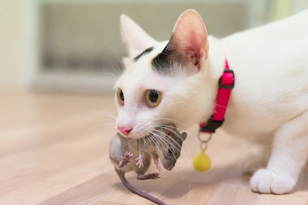domestic-cat-carrying-small-rodent-rat-house-white-cat-catching-mouse_43525-255-1306437085.jpg.76a9a2f2bbd80ff1f4545ae46d46f8da.jpg