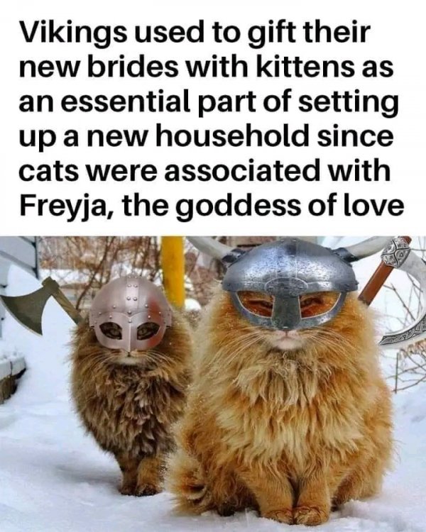 Vikincat.thumb.jpeg.64dc8d6ab2c39fe0d4dfc27fb1037b4a.jpeg