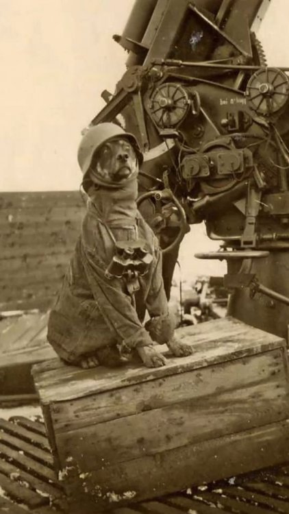 A nose for the enemy.jpg