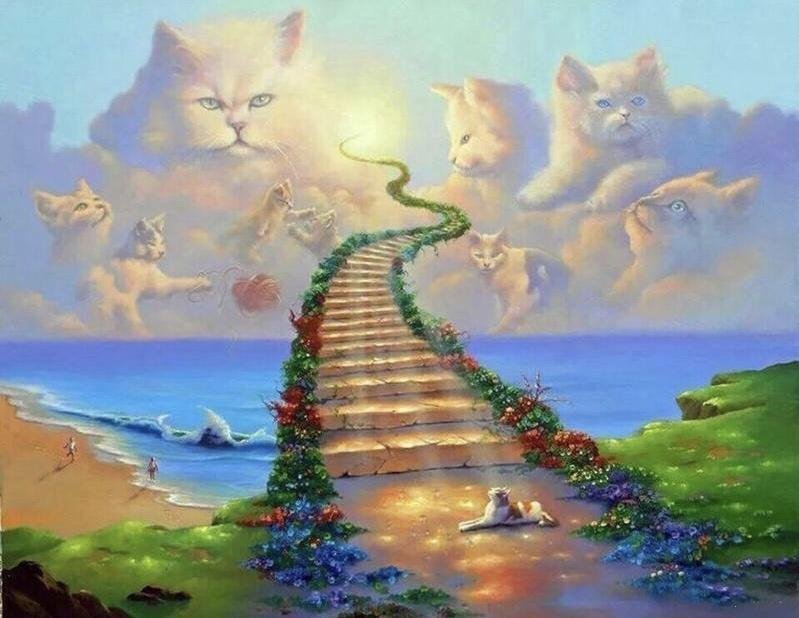 Catrainbowbridge.jpg.2dc79c69e445bd37d09486de68bf3eeb.jpg
