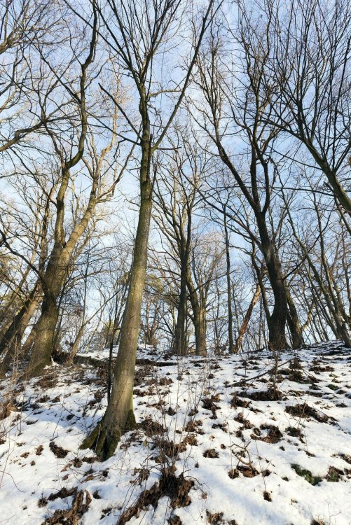 deciduous-trees-in-winter-photo.thumb.jpg.ff60b45ccdad4eed13ec51187f2f8803.jpg