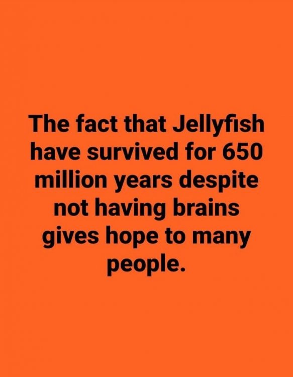 Jellyfish.thumb.jpg.5444dcdae654a19c6e3b6feb1e002c35.jpg