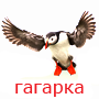 rarapka