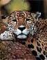 99th_Jaguar