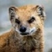 Mongoose007
