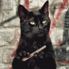 Moggy