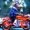 MoToad