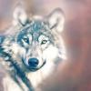 Wolfskid