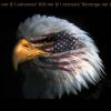 =DW=_Patriot32