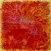 feuervogel