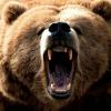 III/JG11_Bear