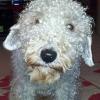 chindit243