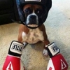 Boxin