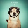 OhhhhChihuahua