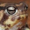 Frogface