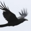 Munin