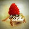 hiddengecko